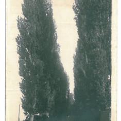 4191 - CALAFAT, Dolj, Park, Romania - old postcard, real PHOTO - unused