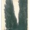 4191 - CALAFAT, Dolj, Park, Romania - old postcard, real PHOTO - unused