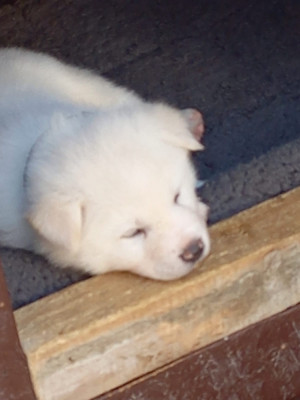 Akita Inu albi de v&amp;acirc;nzare foto