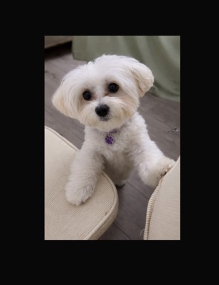 V&amp;acirc;nd cățelușă bichon foto