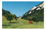 Tablou Canvas, "Vaci pășun&acirc;nd &icirc;ntr-o poiană montană", Natură, Munți, Cer, Brazi, Vaci, Verdeață, Pășune, Copaci, Senin, Pădure, 39 x 26 cm, CMCLASS