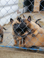 Ciobanesc Belgian Malinois foto