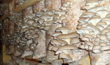 Compost ciuperci pleurotus