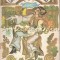 Cintecul Lui Iancu Jianu - Ilustratii: Crina Ionescu