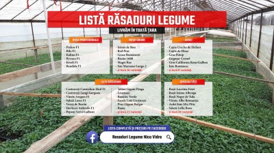 Rasaduri legume : Rasad rosii / tomate ardei castraveti vinete salata 2025 foto