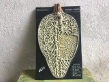 Material didactic scolar model tridimensional perioada comunista / Fasciola hepatica ( Viermele de galbeaza ) !