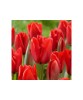 Lalele (Darwinhybrid Grp) Apeldoorn 12/+ ,bulb, Oem