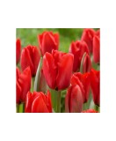 Lalele (Darwinhybrid Grp) Apeldoorn 12/+ ,bulb, Oem