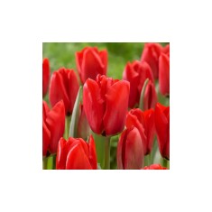 Lalele (Darwinhybrid Grp) Apeldoorn 12/+ ,bulb