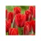 Lalele (Darwinhybrid Grp) Apeldoorn 12/+ ,bulb