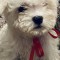 Vand pui Bichon frise