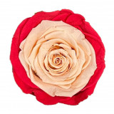 Trandafiri Criogenati XL BIC-51 (&Oslash;6-6,5cm, set 6 buc /cutie)
