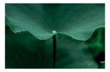 Tablou Canvas, "Ritm de picături pe frunză verde", Verde, Frunze, Picături, Rouă, Natură, Serenitate., 39 x 26 cm, CMCLASS