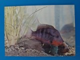 CPIB 23227 CARTE POSTALA - ACVARIU CONSTANTA. CICHLASOMA MEEKI (ALBINISM), NECIRCULATA, Fotografie