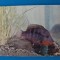 CPIB 23227 CARTE POSTALA - ACVARIU CONSTANTA. CICHLASOMA MEEKI (ALBINISM), NECIRCULATA