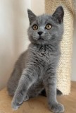 Pui pisica british shorthair