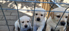 Labrador retrivier foto