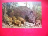 HOPCT 14869 PORC MISTRET- SUS SCROFA -FAUNA - -NECIRCULATA