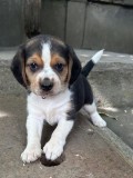 Pui de Beagle Tricolor