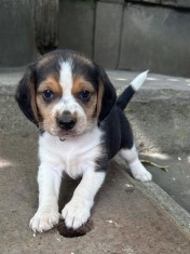 Pui de Beagle Tricolor