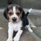 Pui de Beagle Tricolor
