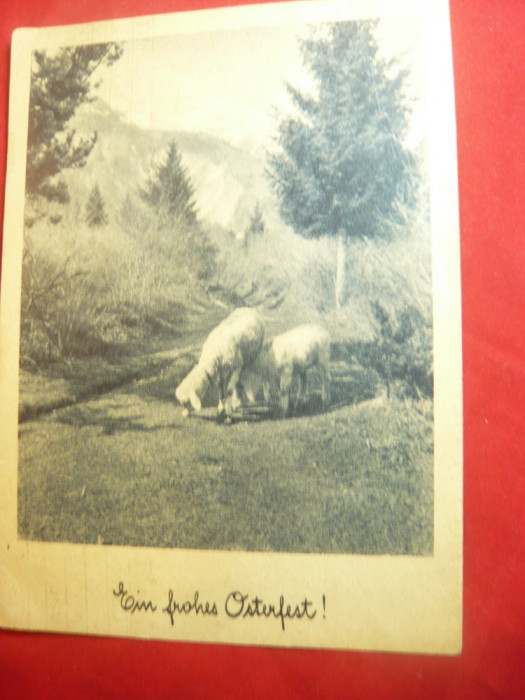 Felicitare de Paste 1948 Oi in peisaj ,francat 60g rosu Austria ,circ.Bucuresti