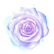 Sticker decorativ, Trandafir, Mov, 61 cm, 8416ST