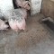 Vand Porci judetul Prahova