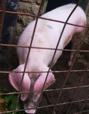 Porc de v&acirc;nzare