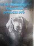Pui Brac de Weimaraner