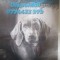 Pui Brac de Weimaraner