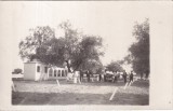 Braila (necirculata)