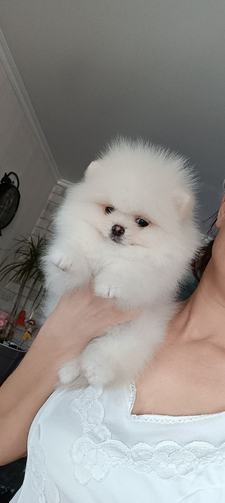 Pomeranian Alb | Okazii.ro