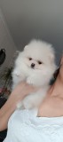 pomeranian boo