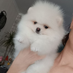 Pomeranian rasa pura