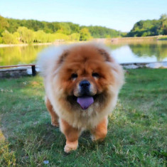 Chow Chow cu pedigree