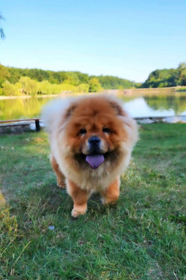 Chow Chow cu pedigree foto