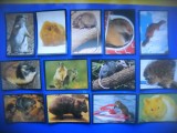 HOPCT LOT NR 55 / 13 CARTONASE -ANIMALE ROZATOARE / FAUNA- ITALIA