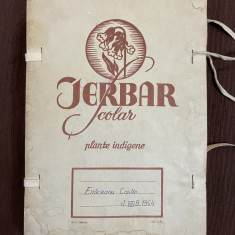 IERBAR SCOLAR CU PLANTE INDIGENE , FLAMURA ROSIE , SIBIU , 1964