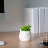 Planta artificiala decorativa in ghiveci cap pisica 14 cm, 3 modele, decor casa birou