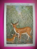 HOPCT 6230 ONOTRAGUS LECHE-CORNUTE / ANTILOPE -FAUNA AFRICA-CP CHROMO LITHO -MUZEUL REGAL STIINTE NATURALE BELGIA-NECIRCULATA, Printata