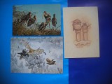 HOPCT LOT NR 387 PASARI RAPITOARE -FAUNA-3 CARTI POSTALE-CIRCULATE