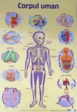 Plansa. Corpul uman, DPH
