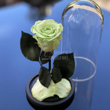 Trandafir Criogenat verde pal &Oslash;6,5cm in cupola 10x20cm