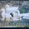 Cuba 2006 pasari fauna rate colita neștampilată
