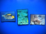 HOPCT LOT NR 32 / 3 CARTONASE -FAUNA MARINA/PESTI / FAUNA- ITALIA