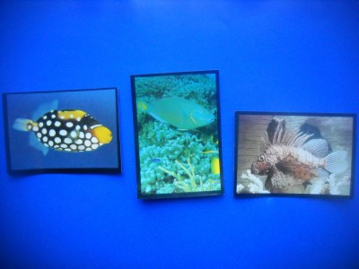 HOPCT LOT NR 32 / 3 CARTONASE -FAUNA MARINA/PESTI / FAUNA- ITALIA foto