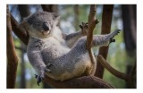 Tablou Canvas, "Visul unui koala pe ramură", Somn, Relaxează, Natură, Blană, Crengi, Eucalipt, Liniște, Odihnă, Koala, 39 x 26 cm, CMCLASS