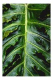 Tablou Canvas, "Frunza tropicală strălucind &icirc;n ploaie", Plante, Frunze, Verde, Picături, Natură, Textură, Apă, Detaliu, Exuberanță, Prospețime, 26 x 3