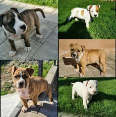 Vand ca?ei Amstaff foto